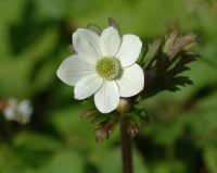 Attractive big white flowers and green foliage.